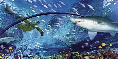 Things To Do Ripley's Aquarium